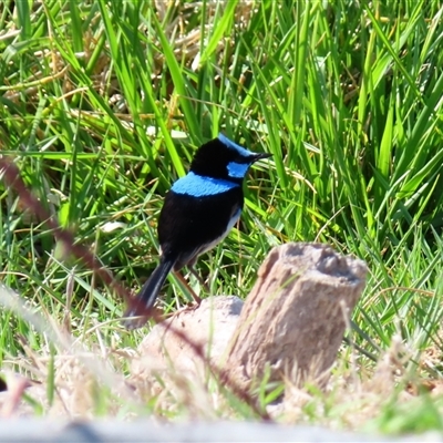 Malurus cyaneus (Superb Fairywren) at Fyshwick, ACT - 11 Oct 2024 by MB