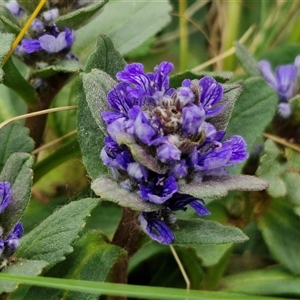 Ajuga australis at Kingsdale, NSW - 11 Oct 2024