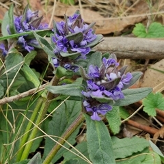 Ajuga australis at Kingsdale, NSW - 11 Oct 2024