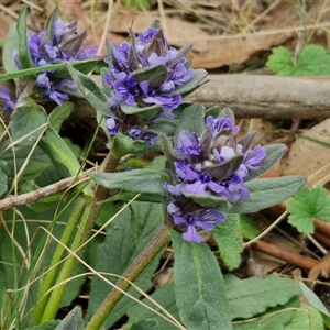 Ajuga australis at Kingsdale, NSW - 11 Oct 2024