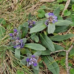 Ajuga australis at Kingsdale, NSW - 11 Oct 2024 12:56 PM