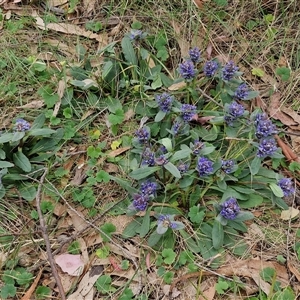 Ajuga australis at Kingsdale, NSW - 11 Oct 2024