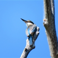 Todiramphus sanctus (Sacred Kingfisher) at Fyshwick, ACT - 11 Oct 2024 by MB