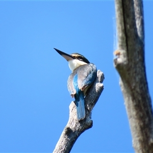 Todiramphus sanctus at Fyshwick, ACT - 11 Oct 2024 10:21 AM