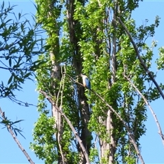 Todiramphus sanctus at Fyshwick, ACT - 11 Oct 2024 10:21 AM