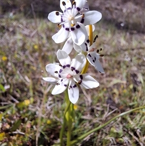 Wurmbea dioica subsp. dioica at Tharwa, ACT - 11 Oct 2024 03:50 PM