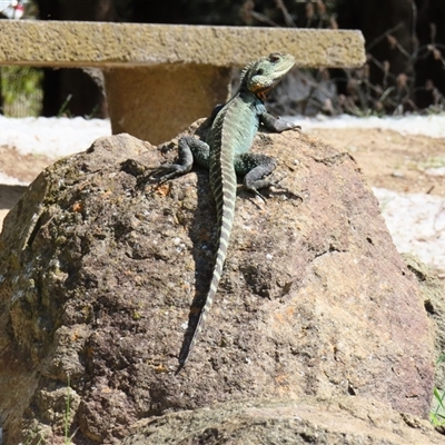 Intellagama lesueurii howittii (Gippsland Water Dragon) at Fyshwick, ACT - 11 Oct 2024 by MB