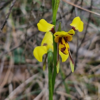 Diuris sulphurea (Tiger Orchid) at Kingsdale, NSW - 11 Oct 2024 by trevorpreston