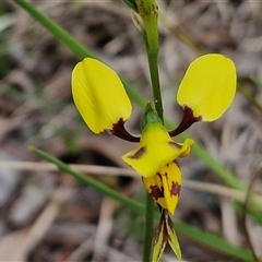 Diuris sulphurea at Kingsdale, NSW - 11 Oct 2024