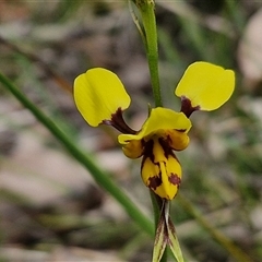 Diuris sulphurea at Kingsdale, NSW - 11 Oct 2024