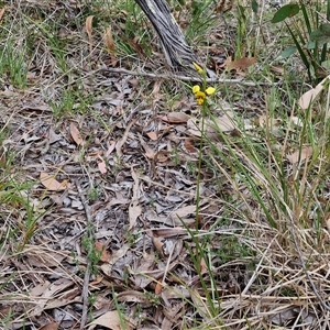 Diuris sulphurea at Kingsdale, NSW - 11 Oct 2024