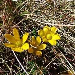Ranunculus gunnianus (Gunn’s Alpine Buttercup) at Charlotte Pass, NSW - 9 Oct 2024 by MB