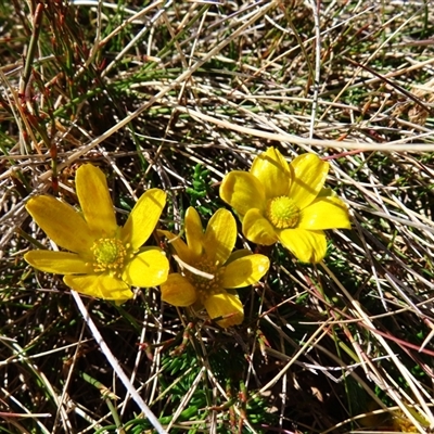 Ranunculus gunnianus (Gunn’s Alpine Buttercup) at Charlotte Pass, NSW - 8 Oct 2024 by MB