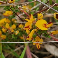 Pultenaea microphylla (Egg and Bacon Pea) at Kingsdale, NSW - 11 Oct 2024 by trevorpreston