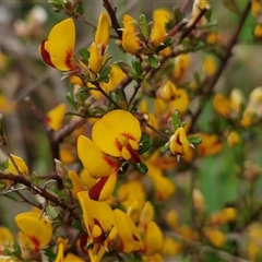 Pultenaea microphylla at Kingsdale, NSW - 11 Oct 2024