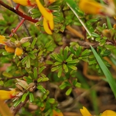 Pultenaea microphylla at Kingsdale, NSW - 11 Oct 2024 12:54 PM