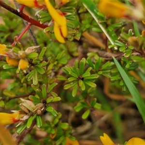 Pultenaea microphylla at Kingsdale, NSW - 11 Oct 2024