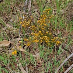 Pultenaea microphylla at Kingsdale, NSW - 11 Oct 2024 12:54 PM