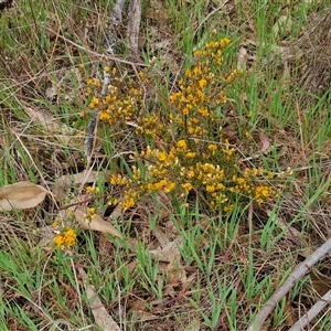 Pultenaea microphylla at Kingsdale, NSW - 11 Oct 2024