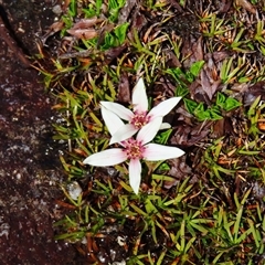 Psychrophila introloba at Charlotte Pass, NSW - 9 Oct 2024