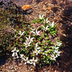 Psychrophila introloba at Charlotte Pass, NSW - 9 Oct 2024