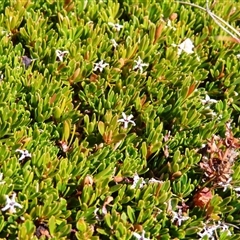 Pentachondra pumila (Carpet Heath) at Charlotte Pass, NSW - 9 Oct 2024 by MB