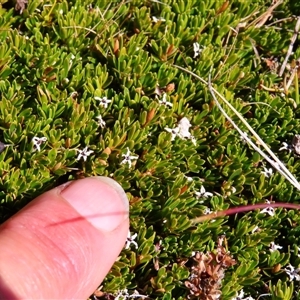 Pentachondra pumila at Charlotte Pass, NSW - 9 Oct 2024