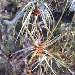 Clematis leptophylla (Small-leaf Clematis, Old Man's Beard) at Tharwa, ACT - 11 Oct 2024 by RomanSoroka