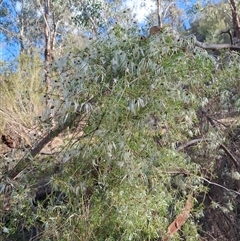 Clematis leptophylla at Tharwa, ACT - 11 Oct 2024