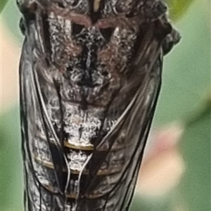 Atrapsalta sp. (genus) at Bungendore, NSW - suppressed