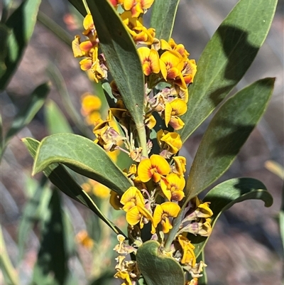 Daviesia mimosoides (Bitter Pea) at Higgins, ACT - 10 Oct 2024 by Untidy