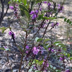 Indigofera australis subsp. australis (Australian Indigo) at Higgins, ACT - 10 Oct 2024 by Untidy