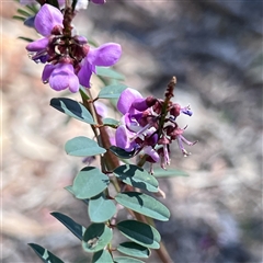 Indigofera australis subsp. australis at Higgins, ACT - 10 Oct 2024 12:11 PM