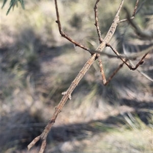 Ctenomorpha marginipennis at Bungendore, NSW - suppressed