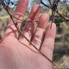 Ctenomorpha marginipennis at Bungendore, NSW - suppressed