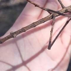 Ctenomorpha marginipennis at Bungendore, NSW - suppressed