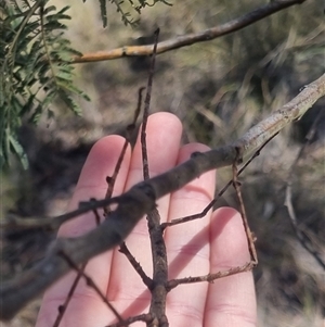 Ctenomorpha marginipennis at Bungendore, NSW - suppressed