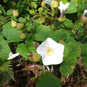 Calystegia sepium at Pambula, NSW - 11 Oct 2024