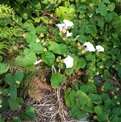 Calystegia sepium at Pambula, NSW - 11 Oct 2024