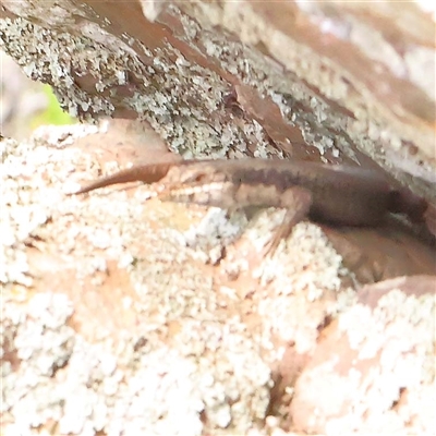 Egernia sp. at The Rock, NSW - 7 Oct 2024 by ConBoekel