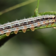 Ocybadistes walkeri at Sheldon, QLD - 10 Oct 2024 by PJH123