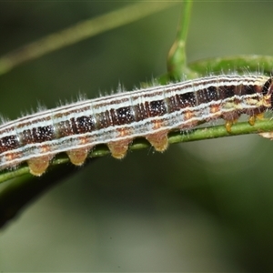 Ocybadistes walkeri at Sheldon, QLD by PJH123