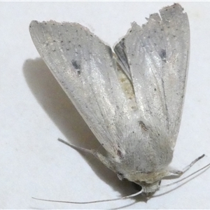 Leucania abdominalis at Belconnen, ACT - 11 Oct 2024