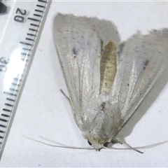 Leucania abdominalis at Belconnen, ACT - 11 Oct 2024