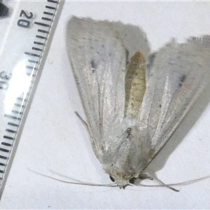 Leucania abdominalis at Belconnen, ACT - 11 Oct 2024 07:35 PM