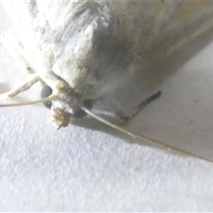 Leucania abdominalis at Belconnen, ACT - 11 Oct 2024 07:35 PM