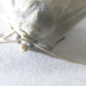 Leucania abdominalis at Belconnen, ACT - 11 Oct 2024