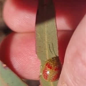 Paropsisterna fastidiosa at Bungendore, NSW - suppressed