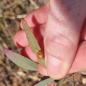 Paropsisterna fastidiosa at Bungendore, NSW - suppressed