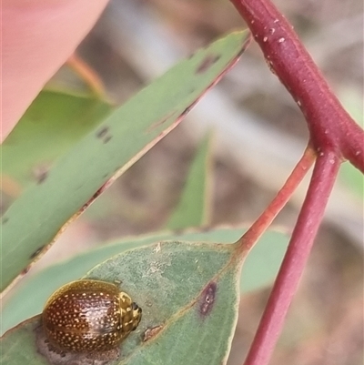 Paropsisterna cloelia (Eucalyptus variegated beetle) at Bungendore, NSW - 11 Oct 2024 by clarehoneydove